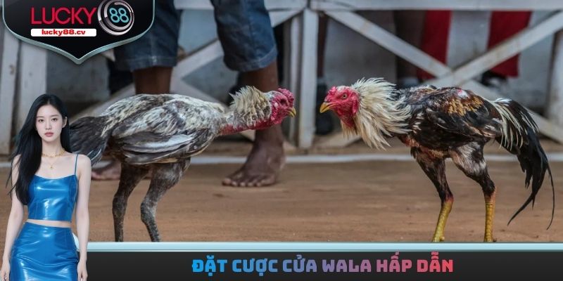 Đặt cược cửa Wala hấp dẫn